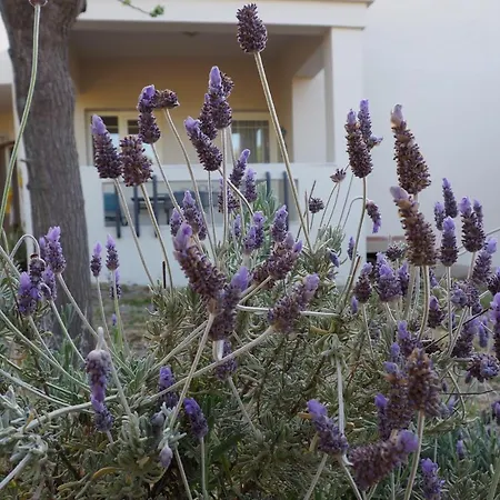Olive House * Malia (Crete)